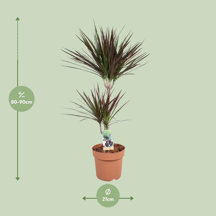 Dracaena Magenta 45-15 - Ø21cm - ↕90cm