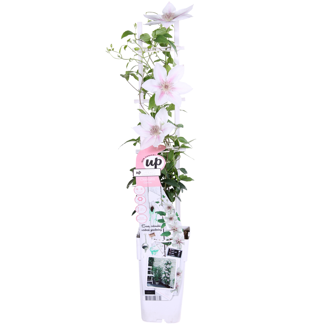 Clematis Corinne - Clematis Evison Wit - Ø15cm - ↕65cm - Ø15 - ↨65cm