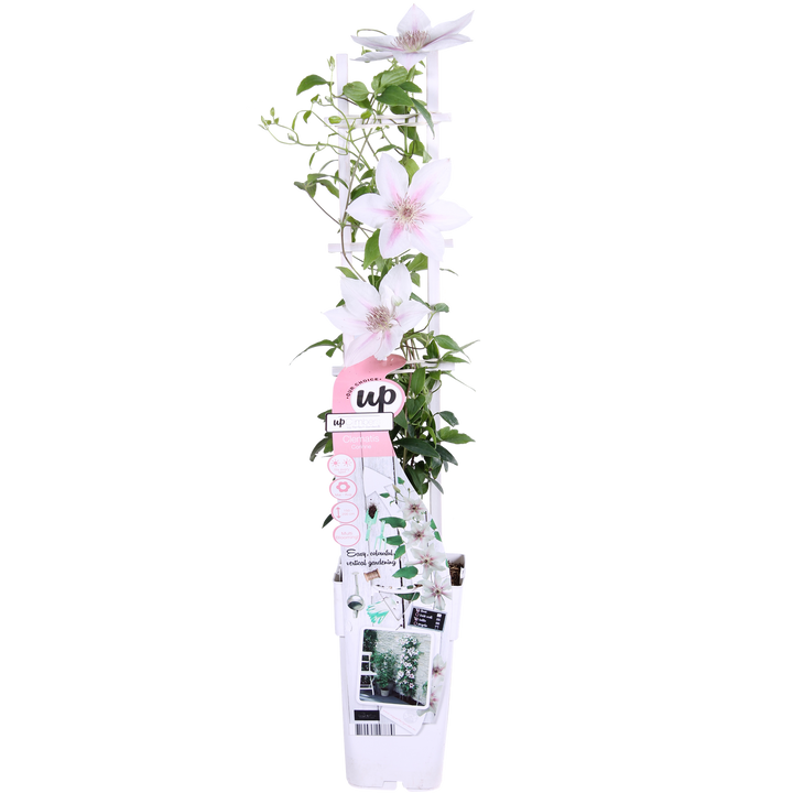 Clematis Corinne - Clematis Evison Wit - Ø15cm - ↕65cm - Ø15 - ↨65cm