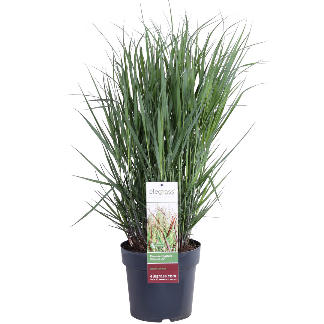 Panicum virgatum Cheyenne Sky - Ø23cm - ↕60cm - Ø23 - ↨60cm