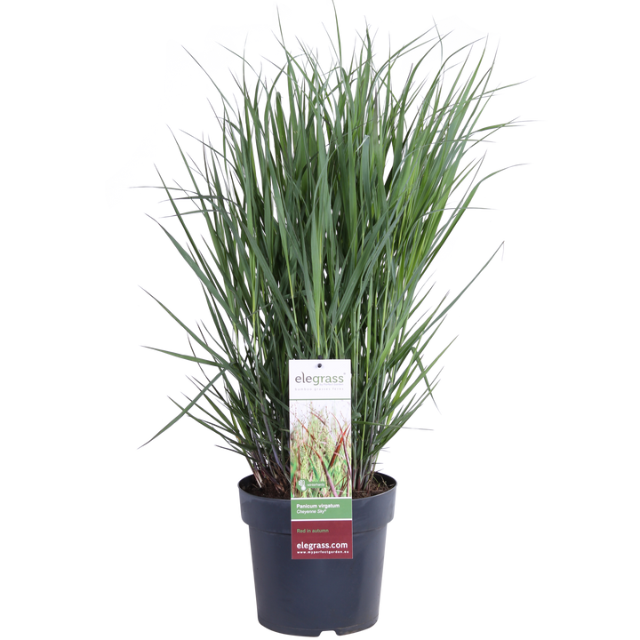 Panicum virgatum Cheyenne Sky - Ø23cm - ↕60cm - Ø23 - ↨60cm
