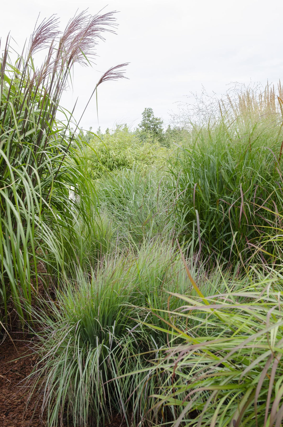 Panicum virgatum 'Prairie Sky' - Ø19cm - ↕50cm