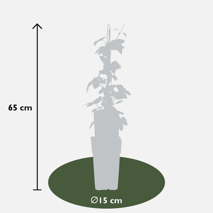 Humulus lupulus 'Nordbrau' - Bierplant / Hopplant - Ø15cm - ↕65cm