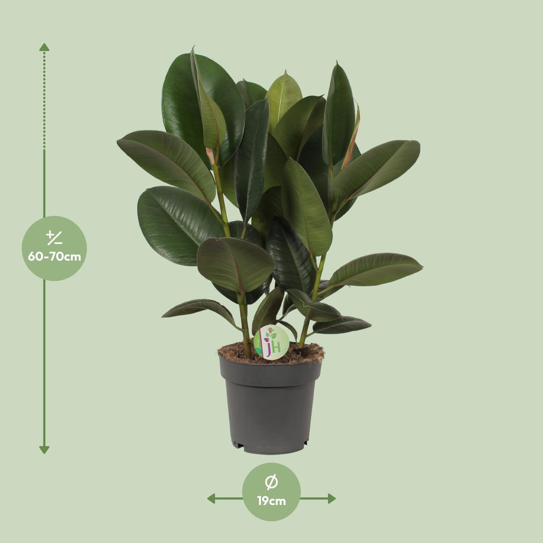 Ficus Robusta - Ø19cm - ↕50cm