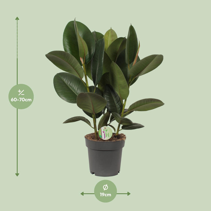Ficus Robusta - Ø19cm - ↕50cm