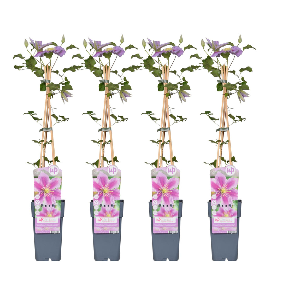4x - Clematis Piilu - ↨65cm - Ø15