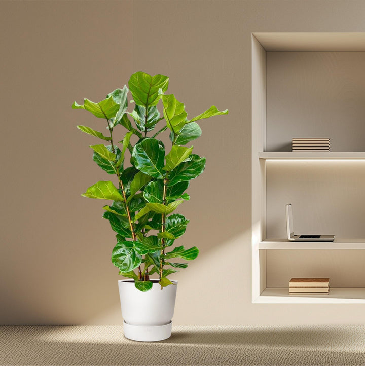 Ficus Lyrata struik - 155 cm - Ø27