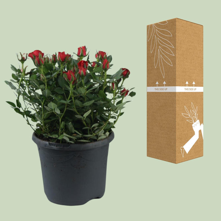 Rosa Jewel Patio Hot - Ø17cm - ↕30cm