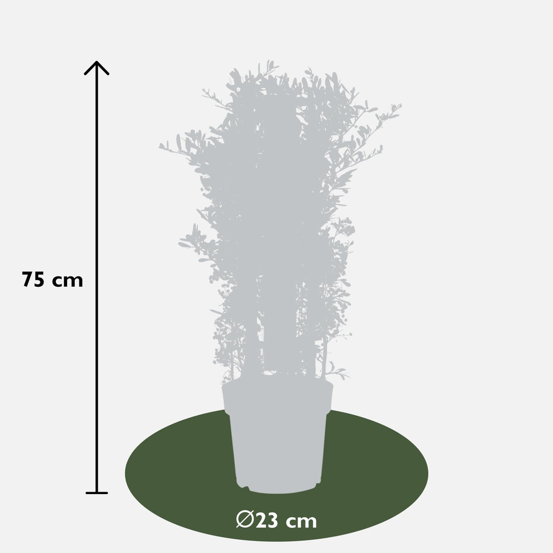 Pyracantha coccinea Red Star - Ø23cm - ↕75cm - Ø23 - ↨75cm