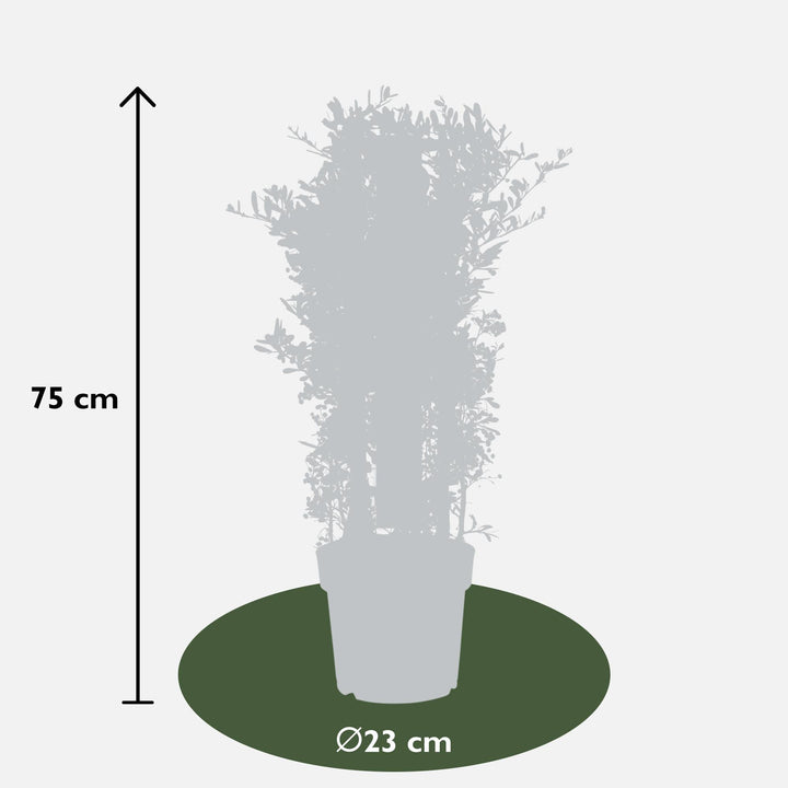 Pyracantha coccinea Red Star - Ø23cm - ↕75cm - Ø23 - ↨75cm