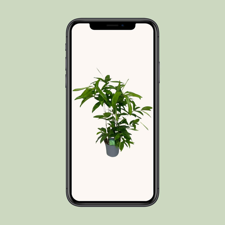 Dracaena Surculosa - Ø17cm - ↕60cm