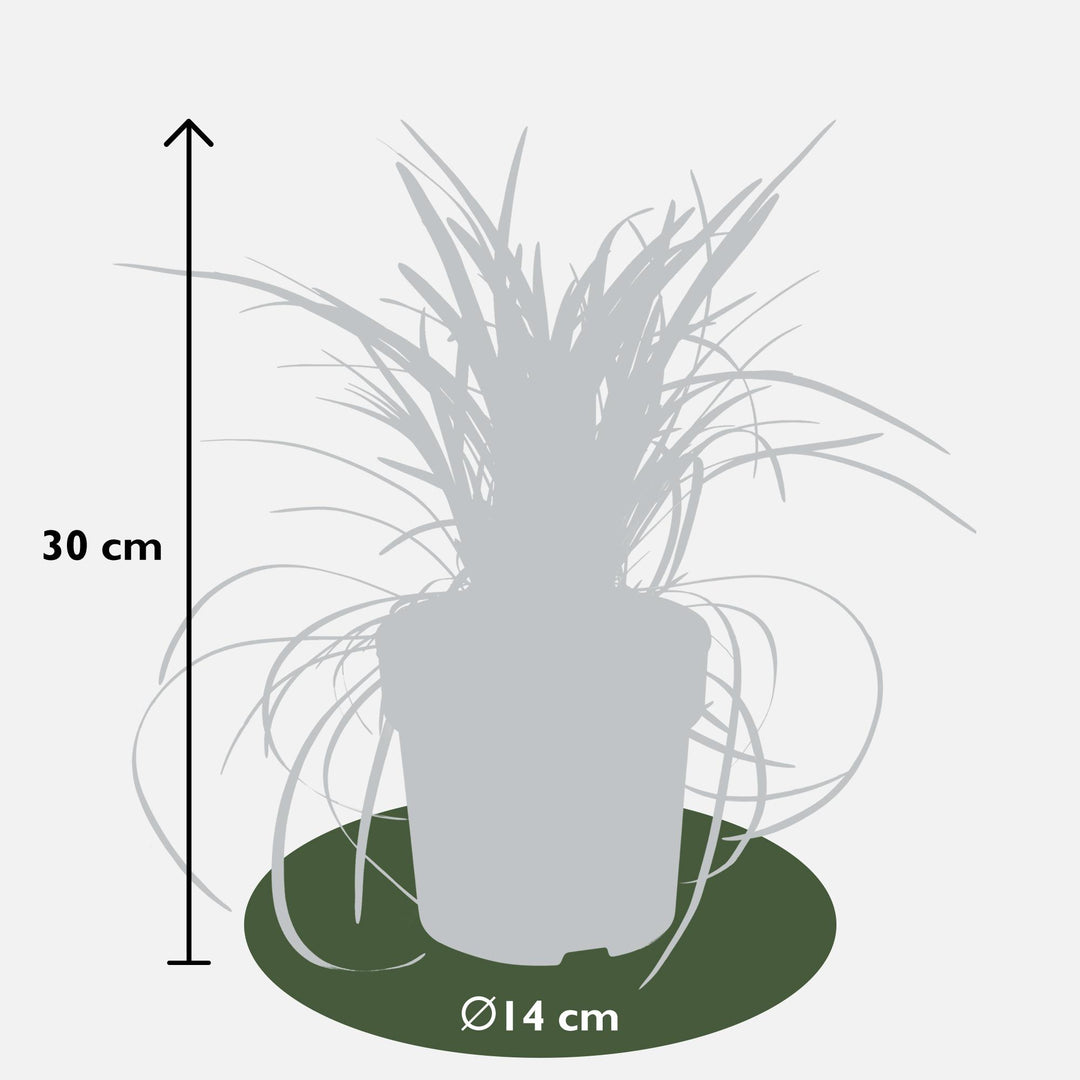 Ophiopogon planiscapus Nigrescens - Ø14cm - ↕30cm