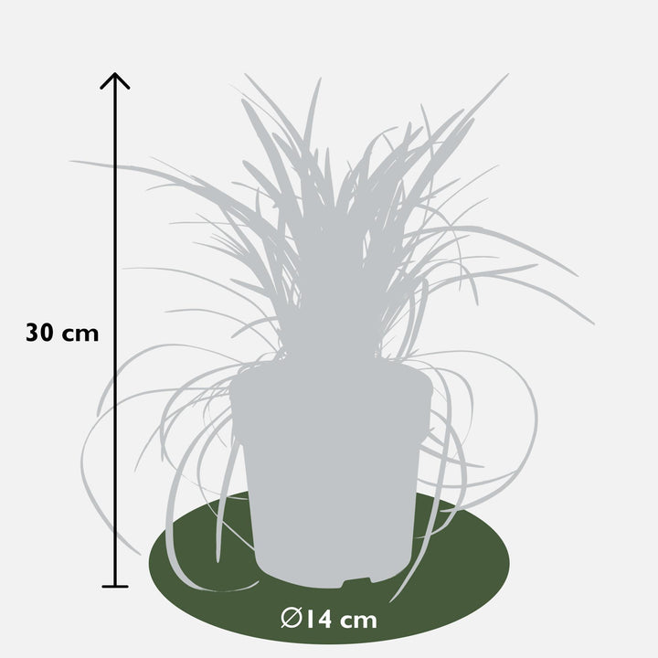 Ophiopogon planiscapus Nigrescens - Ø14cm - ↕30cm