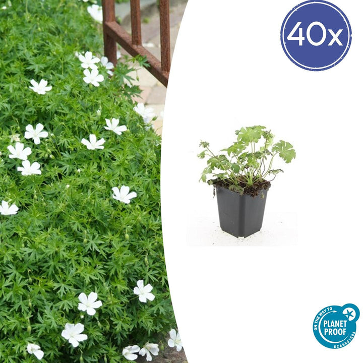 40x Geranium sang. 'Album' - ↕10-25cm - Ø9cm