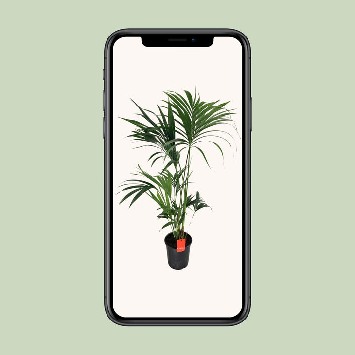 Howea Forsteriana - Ø24cm - ↕130cm