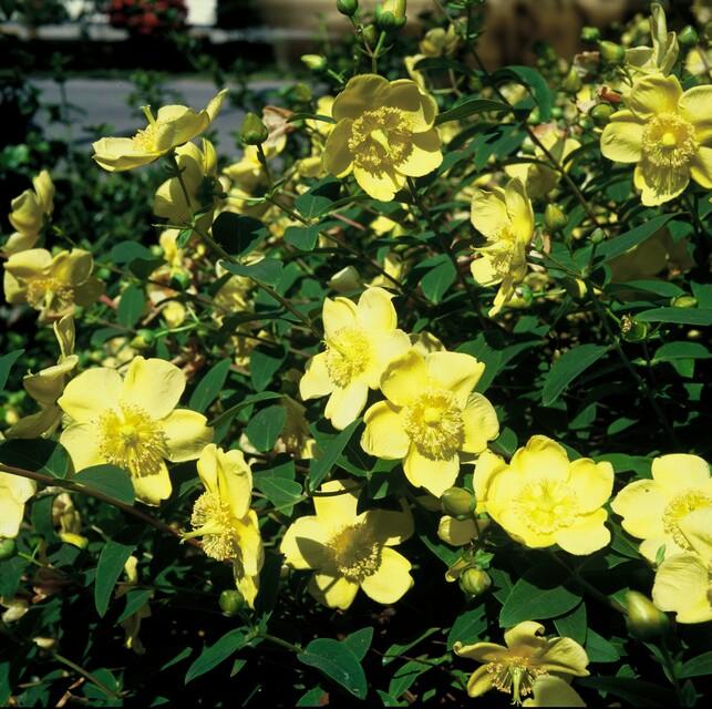 12x Hypericum 'Hidcote' - ↕10-25cm - Ø9cm