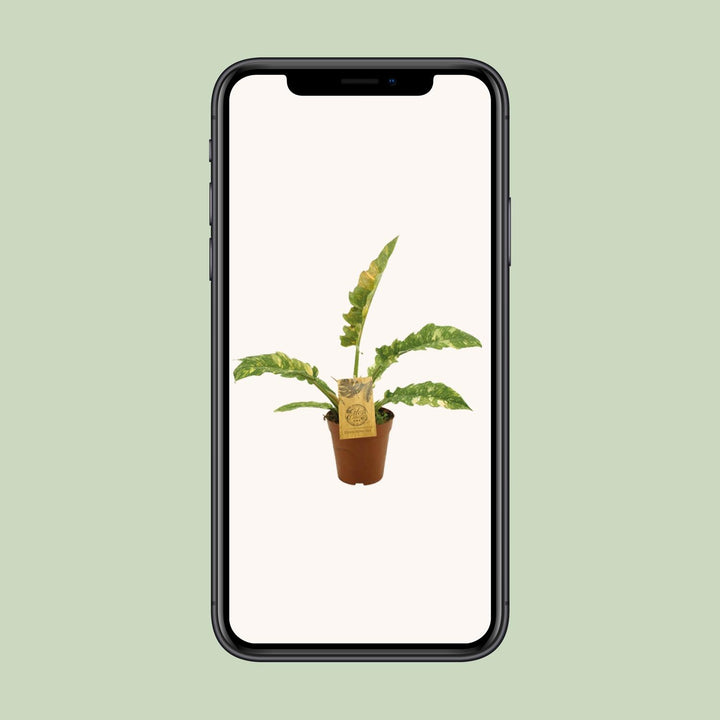 Philodendron Ring Of Fire - Ø15cm - ↕50cm