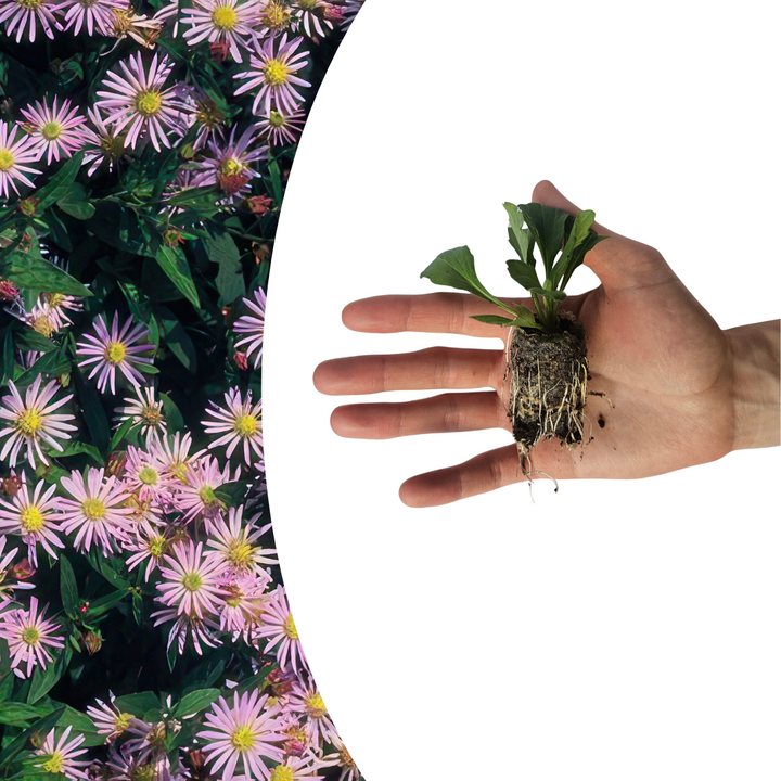 Aster – 6 Pluggen | Zelf Kweken & Genieten van een Kleurrijke Najaarstuin!