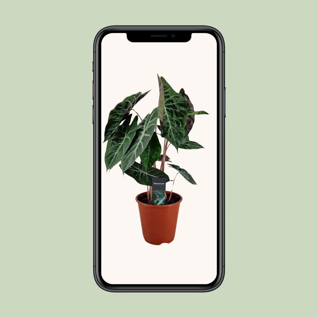 Alocasia Pink Dragon - Ø19cm - ↕75cm