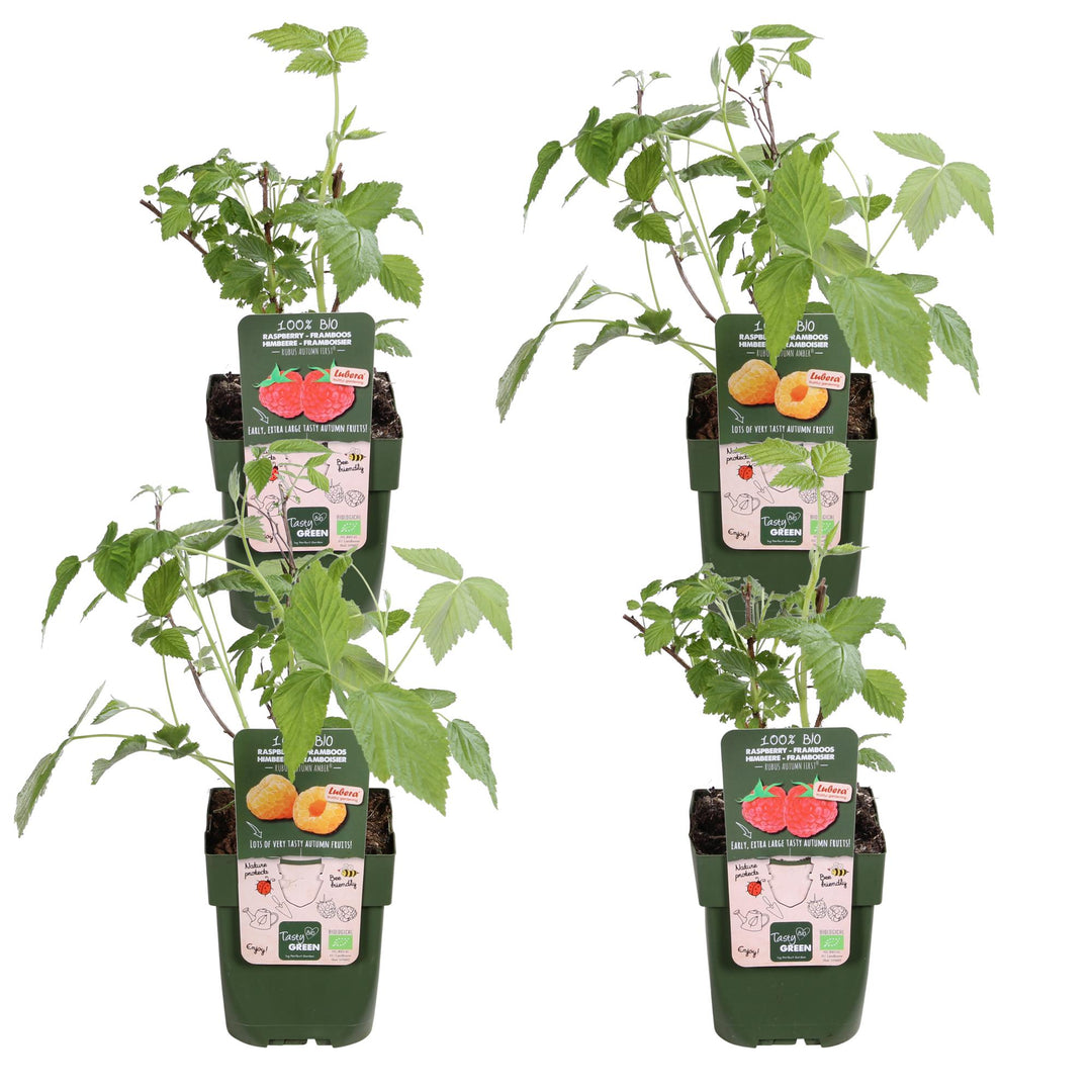 4x - Rubus 'Autumn' Mix - ↨45cm - Ø13