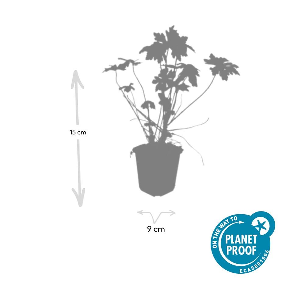 12x Geranium macrorrhizum - ↕10-25cm - Ø9cm
