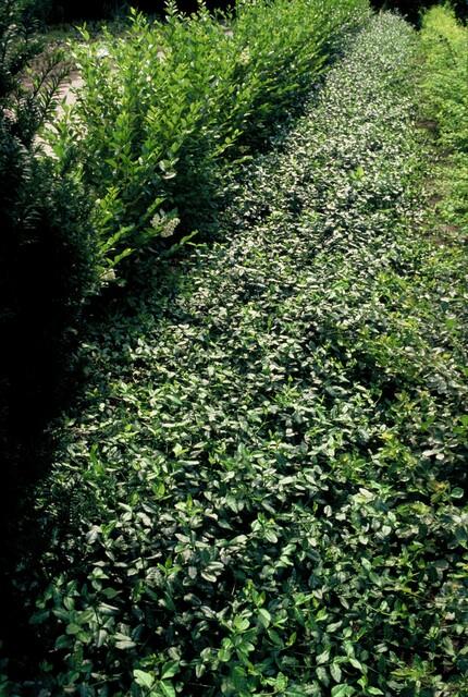 24x Euonymus fort. 'Dart's Blanket' - ↕10-25cm - Ø9cm