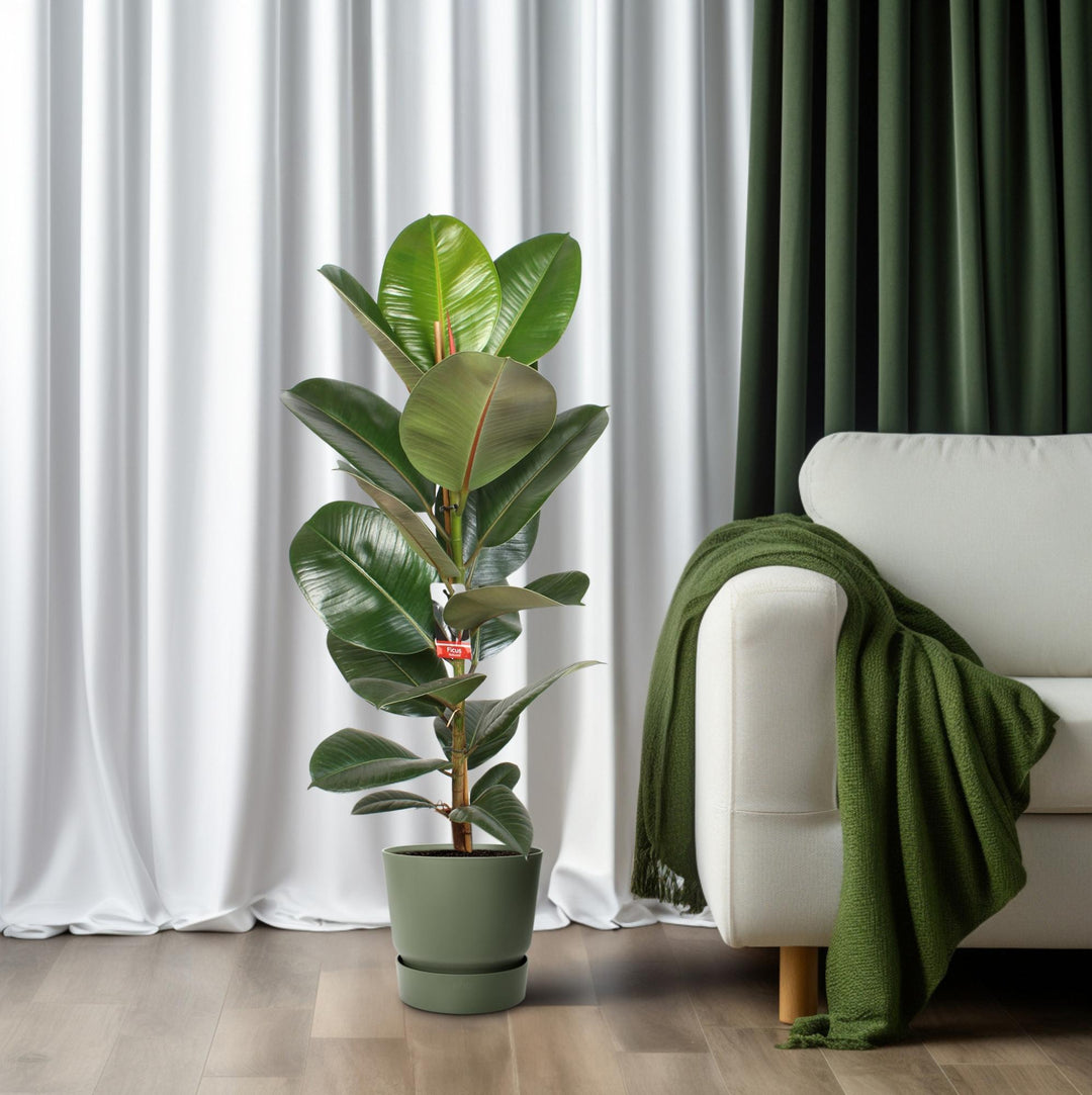 Ficus Elastica Robusta 21 Cm - Ø21cm - ↕95cm