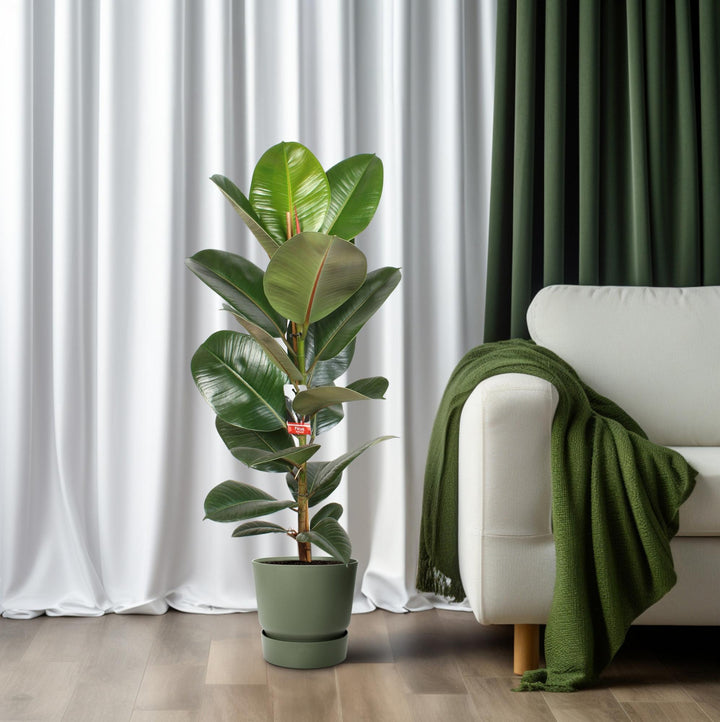 Ficus Elastica Robusta 21 Cm - Ø21cm - ↕95cm