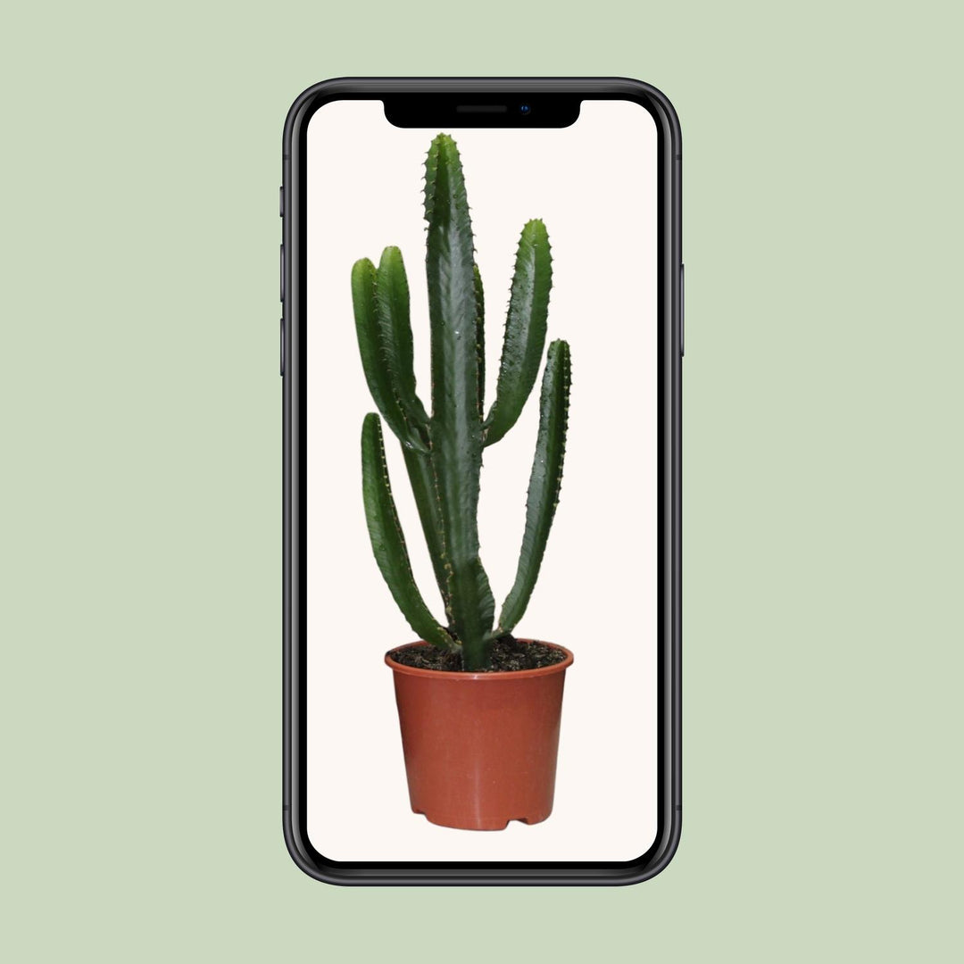 Euphorbia Triangularis - Ø17cm - ↕50cm