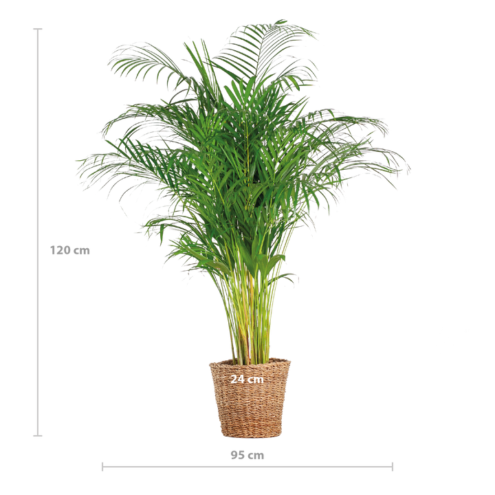 Areca Palm (dypsis) XL met mand Torun - 120cm - Ø24