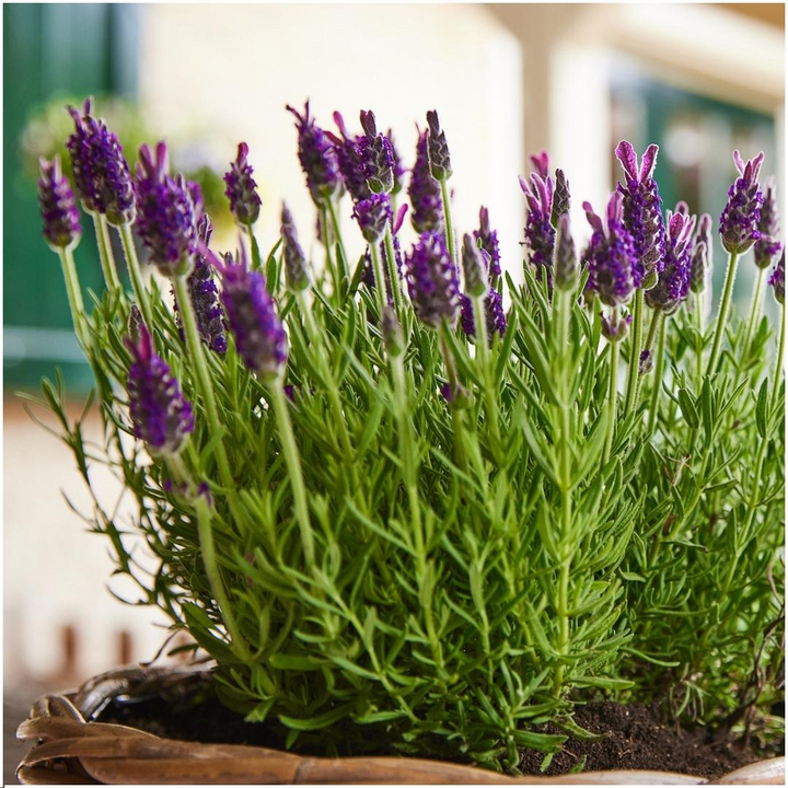 6x Lavandula stoechas Anouk® - 12 cm pot - Set van 6 Franse Lavendels