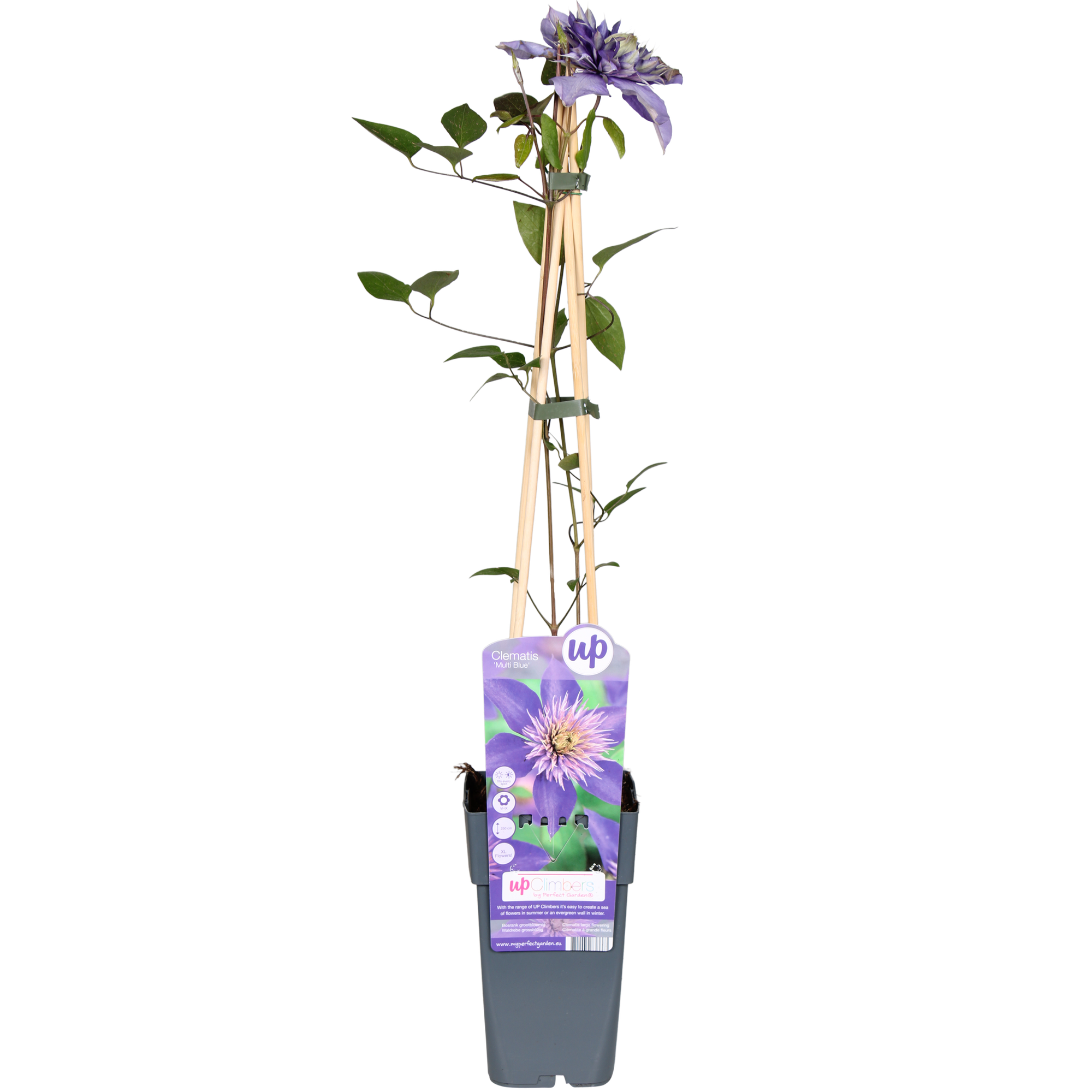 Planten