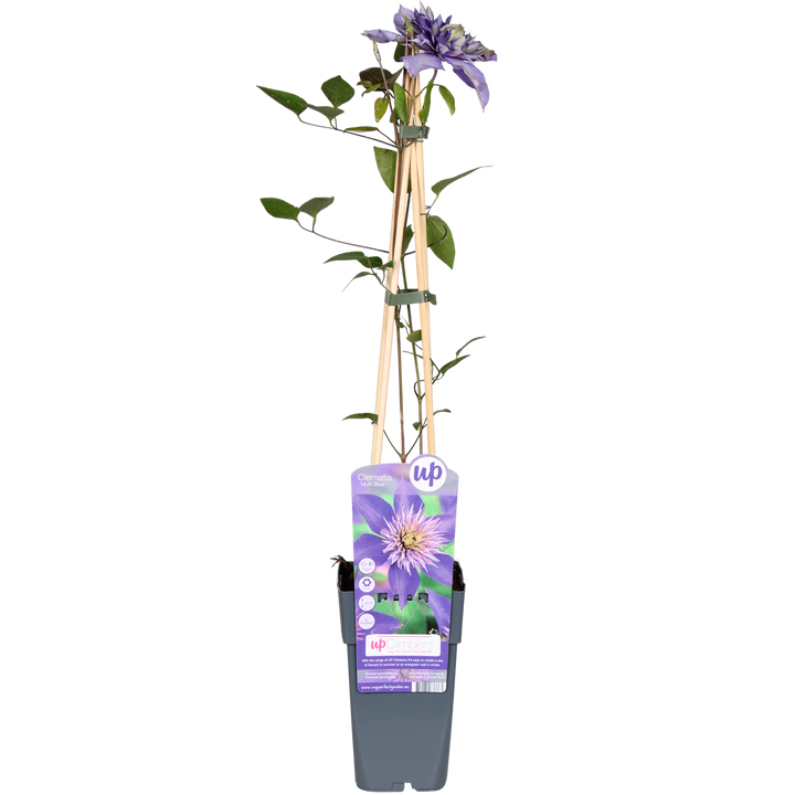 Clematis Multi Blue - Clematis Blauw - Ø15cm - ↕65cm