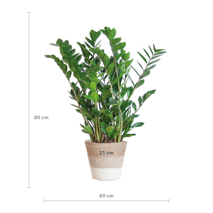 Zamioculcas Zamiifolia met Mand Lissabon wit  - 80cm - Ø21