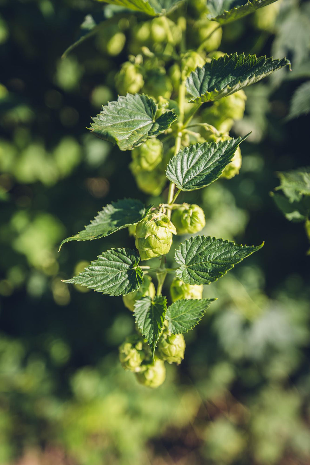 Humulus lupulus 'Nordbrau' - Bierplant / Hopplant - Ø15cm - ↕65cm