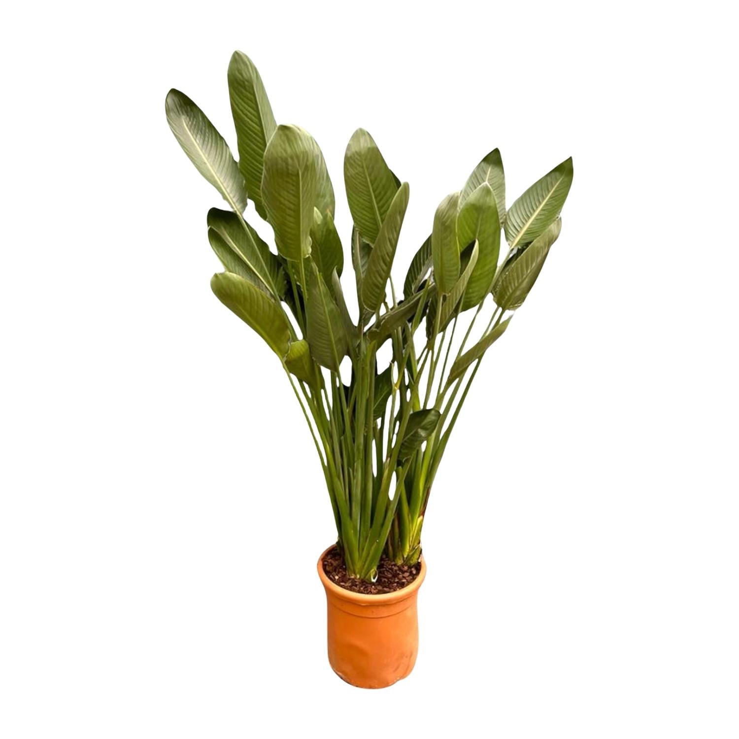 Planten & bloemen