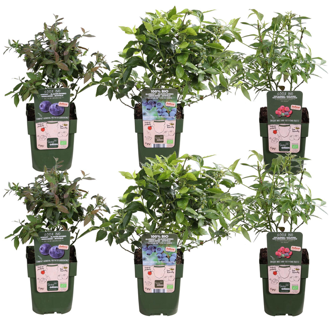 6x - Vaccinium corymbosum - ↨45cm - Ø13
