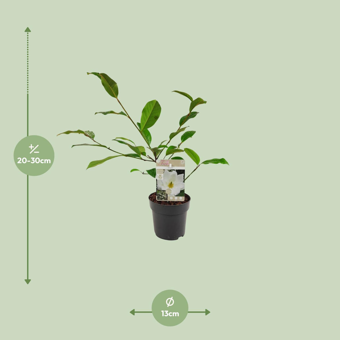 Michelia Fairy Magnolia Cream - Ø13cm - ↕25cm