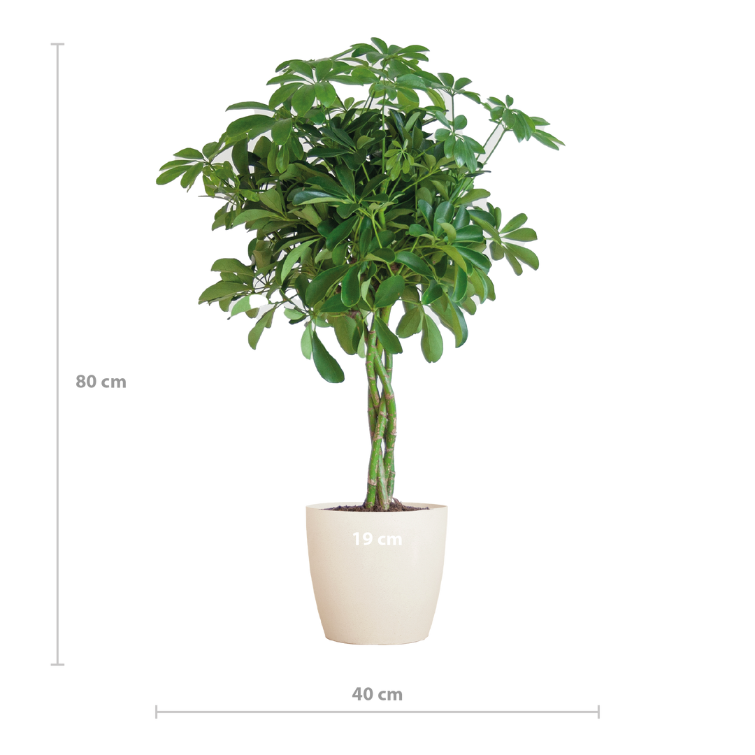 Schefflera Arab Nora met Viber wit  - 70cm - Ø21