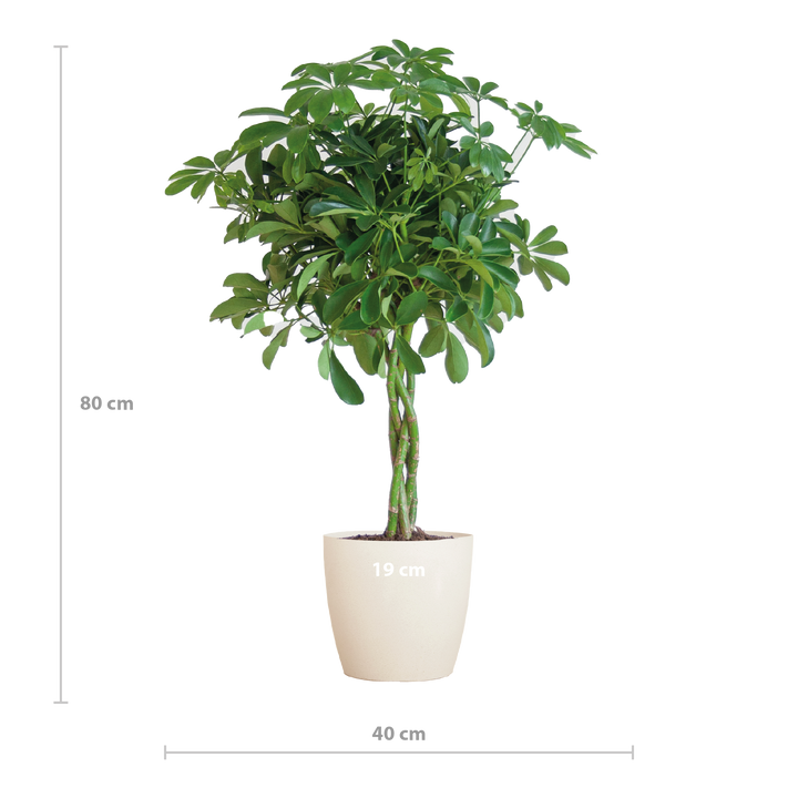 Schefflera Arab Nora met Viber wit  - 70cm - Ø21
