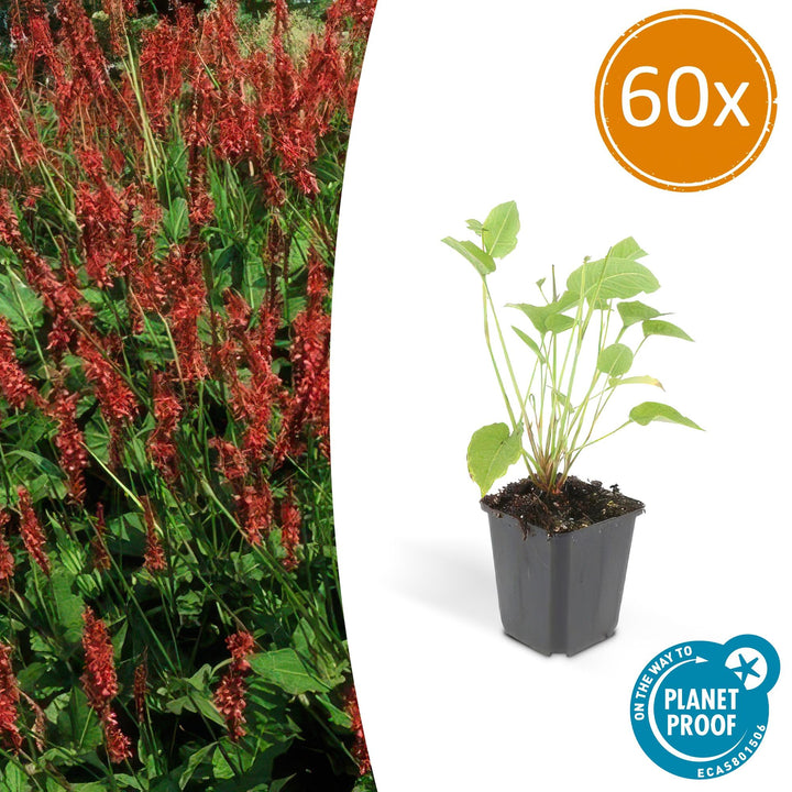 60x Persicaria amplexicaulis - ↕10-25cm - Ø9cm