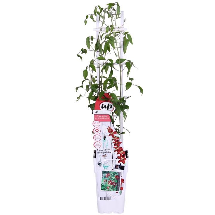Clematis Nubia - Clematis Evison Rood - Ø15cm - ↕65cm - Ø15 - ↨65cm