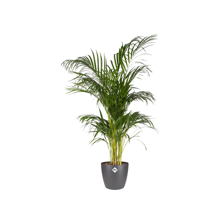 Pot elho Brussels Round Antraciet D30 x H27