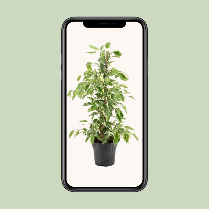 Ficus Benjamina Golden King - Ø17cm - ↕70cm
