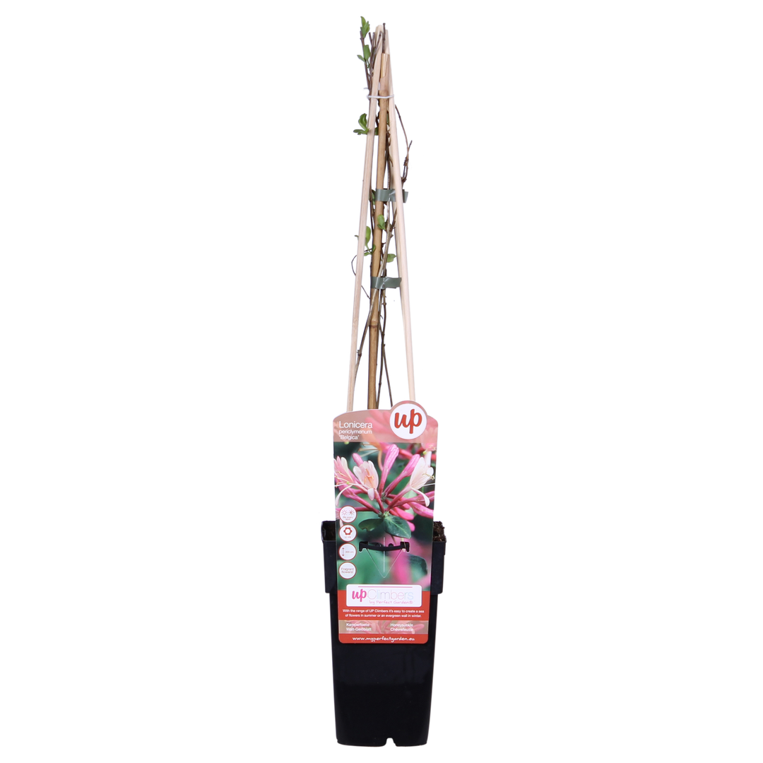 3x - Lonicera periclymenum 'Belgica' - ↨65cm - Ø15