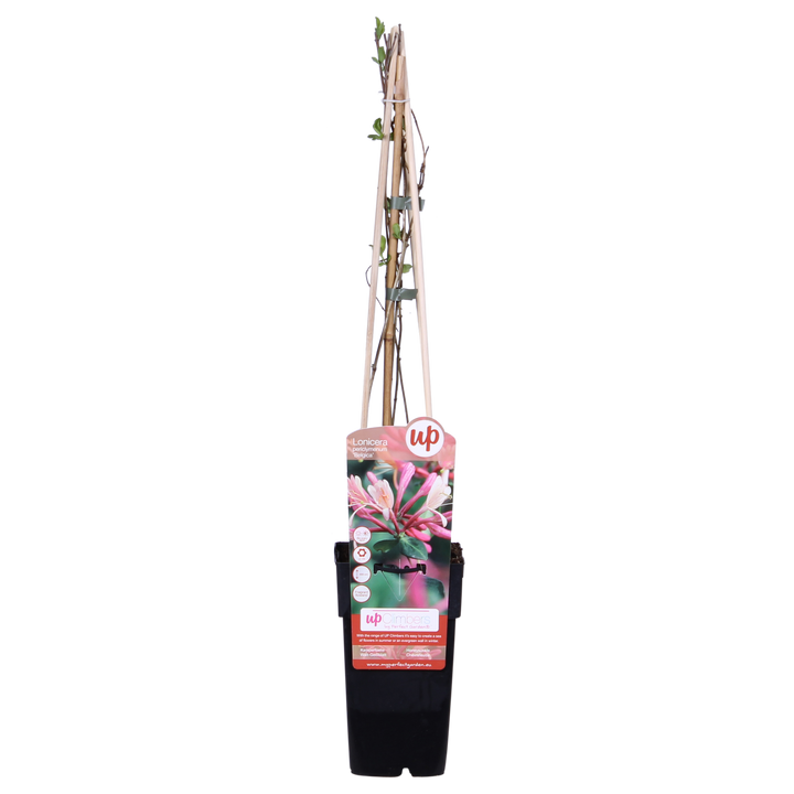 3x - Lonicera periclymenum 'Belgica' - ↨65cm - Ø15