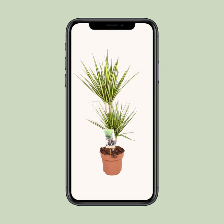 Dracaena Sunray - Ø17cm - ↕70cm