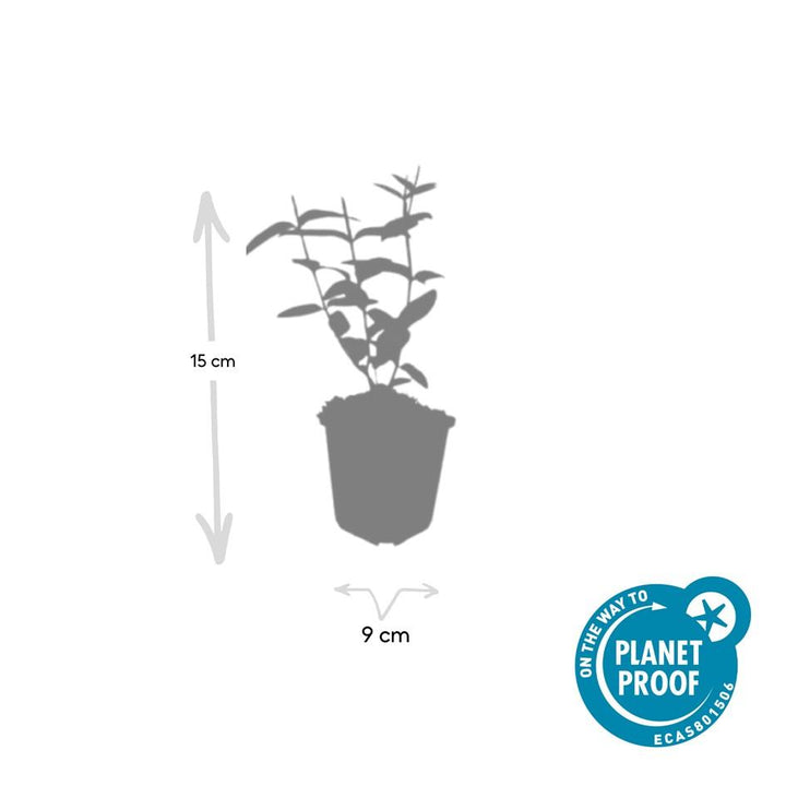 12x Hypericum inodorum 'Rheingold' - ↕10-25cm - Ø9cm