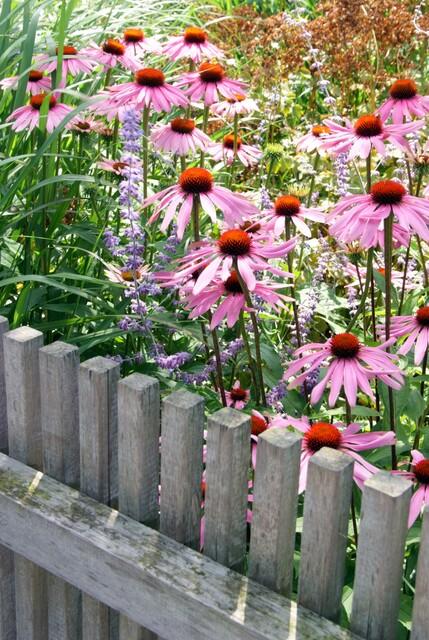 40x Echinacea p. 'Magnus' - ↕10-25cm - Ø9cm