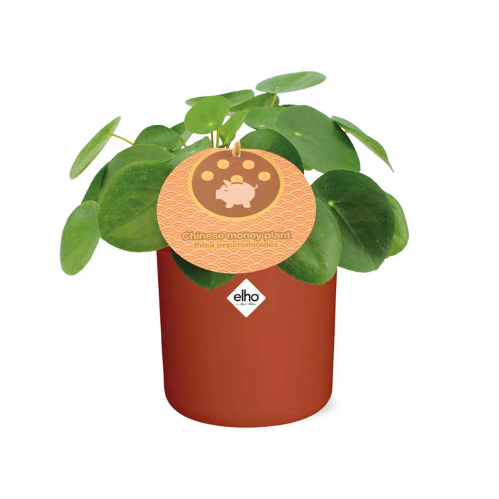 Pilea Peperomioides 12cm in ELHO b.for soft rond 14cm brique